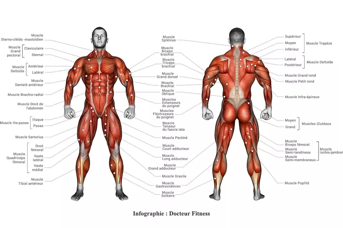 Les muscles du corps et les groupes musculaires à connaître