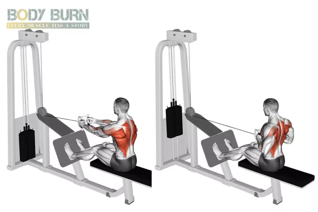 Anatomie muscles du dos - Body Burn