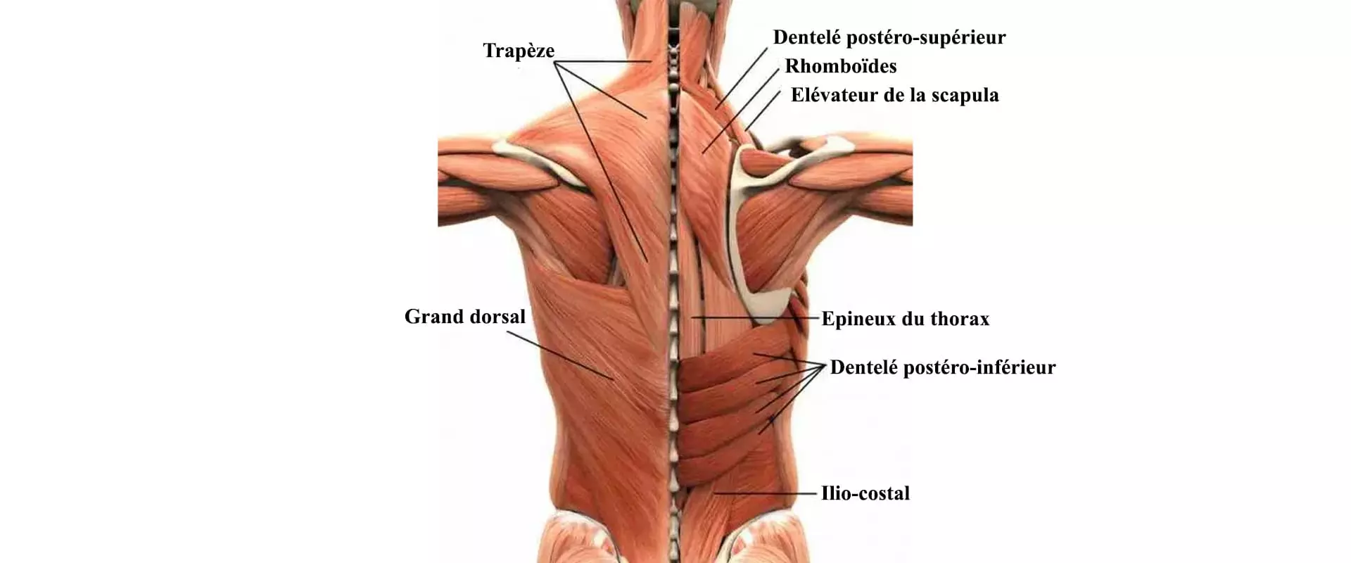 Anatomie de l'étiquette tableau masculin les muscles du dos, sur