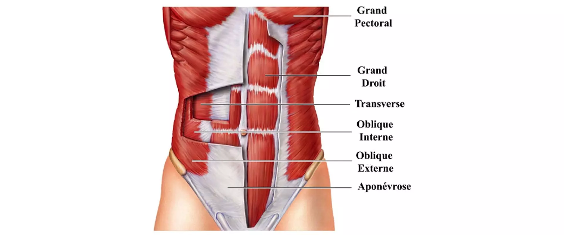 Les muscles abdominaux