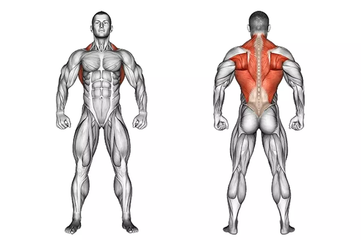 Anatomie du Dos : Muscles & Entraînements 🚀