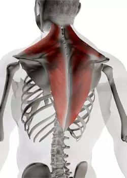 Anatomie du Dos : Muscles & Entraînements 🚀